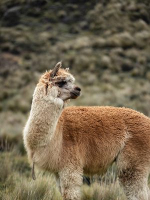 Alpaca andes Ecuador 2