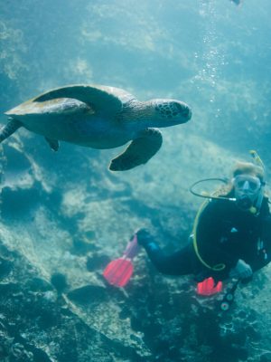 Buceo Galápagos tortuga 2