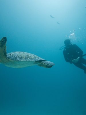 Buceo Galápagos tortuga