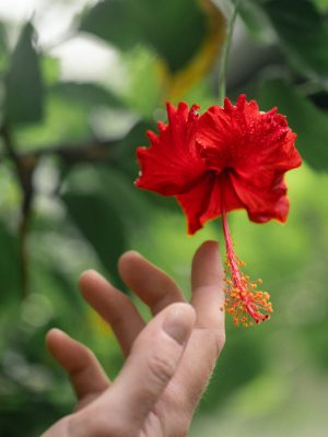 Flor tropical Hibiscus rosa-sinensis selva ecuatoriana