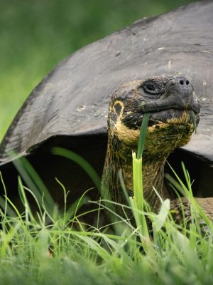Galápagos tortuga gigante 2
