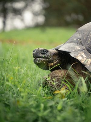 Galápagos tortuga gigante
