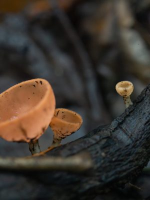 Hongo Cookeina sulcipes selva ecuatoriana
