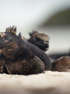 Iguana Galápagos 2