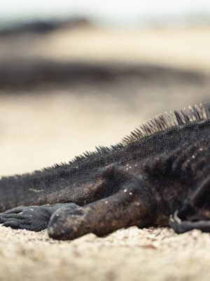 Iguana Galápagos