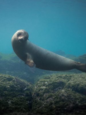 Lobo marino Galápagos 2