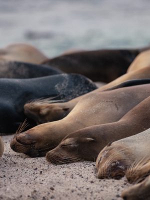 Lobos marinos Galápagos 2