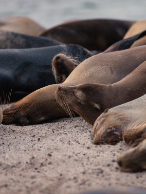 Lobos marinos Galápagos 3