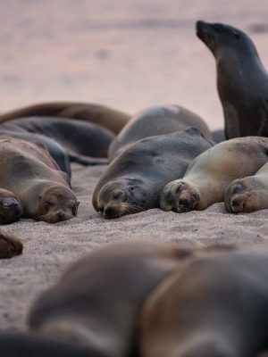 Lobos marinos Galápagos