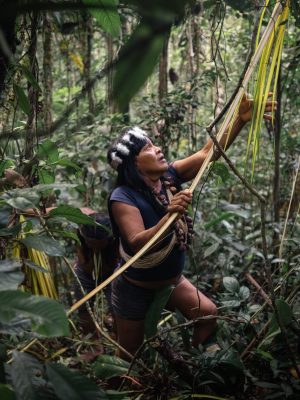 Palma de cera amazonía ecuatoriana 2