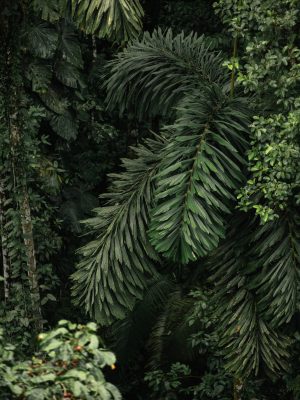 Selva amazónica ecuatoriana