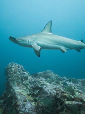 Tiburones Galápagos 4
