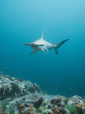 Tiburones Galápagos
