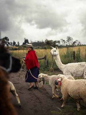 cultura andes alpacas Ecuador
